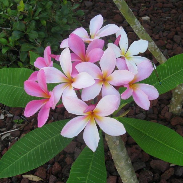 More Blossoms And A Dragonfly!!
