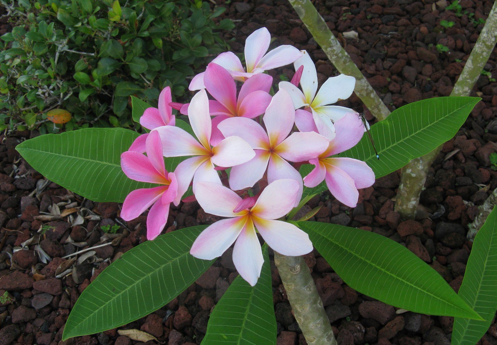 More Blossoms And A Dragonfly!!
