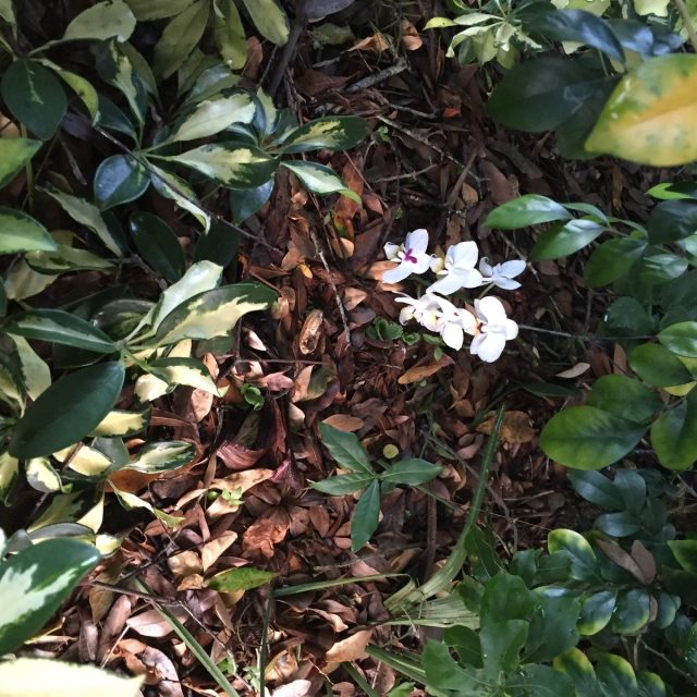 Beauty In The Bushes