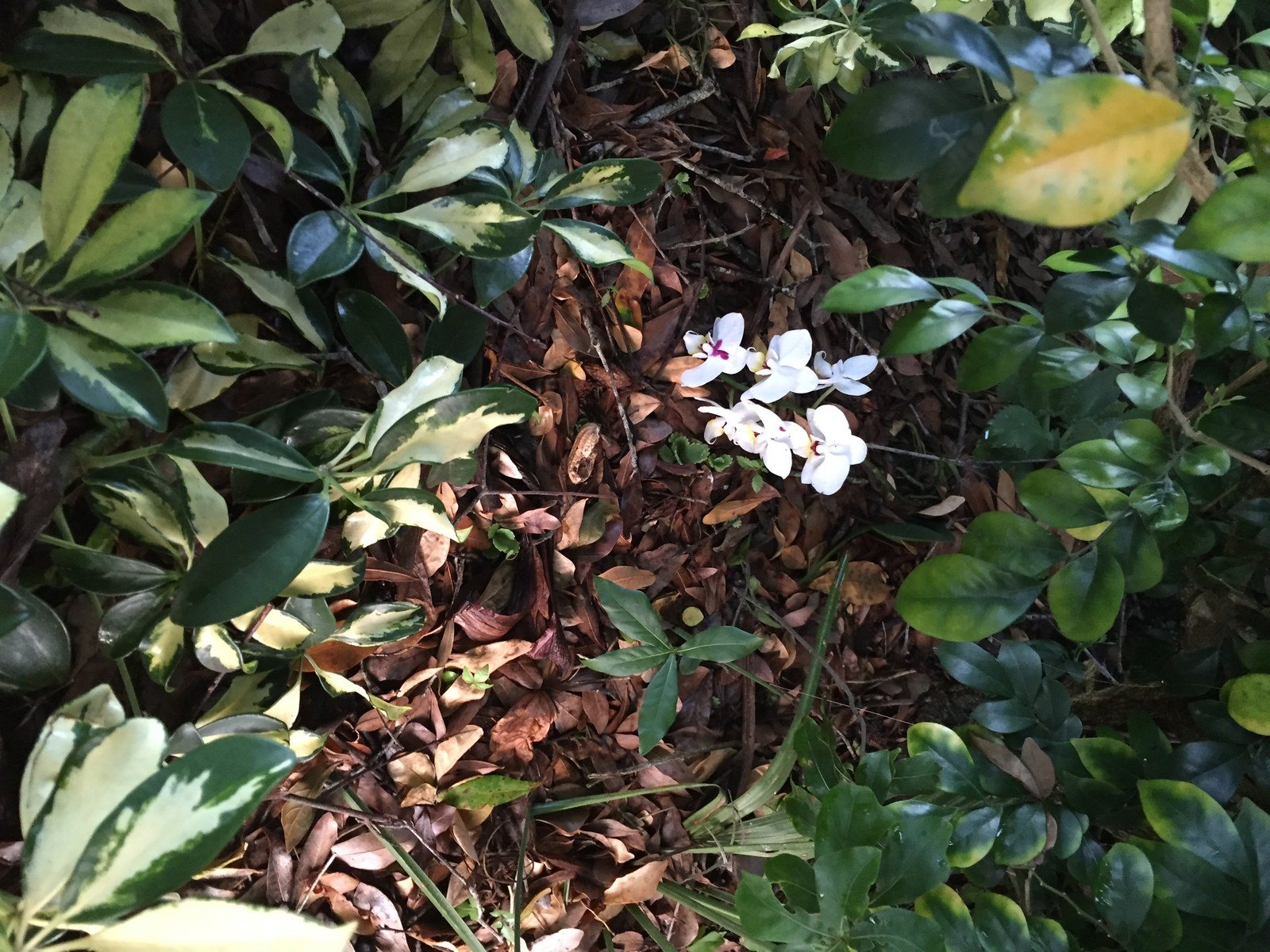 Beauty In The Bushes