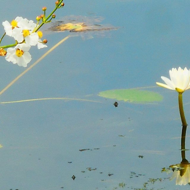 Ella's Waterlily