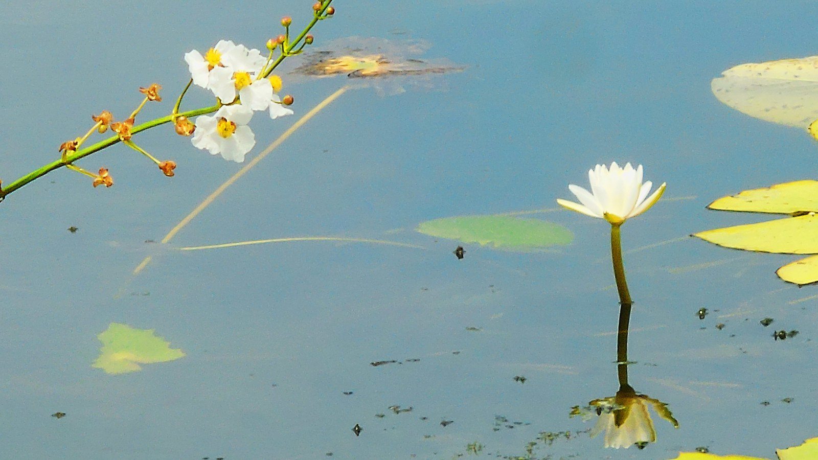 Ella's Waterlily
