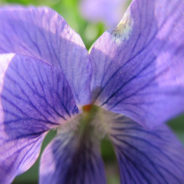 Lily