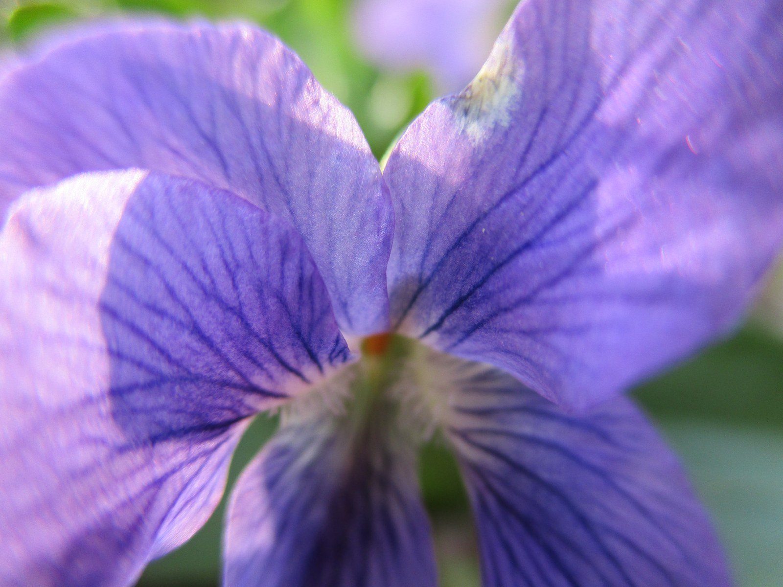 Lily