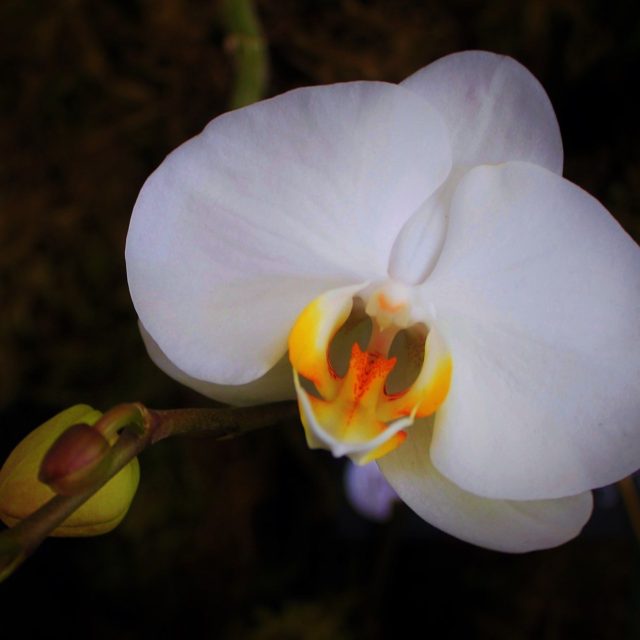 Orchid Bloom
