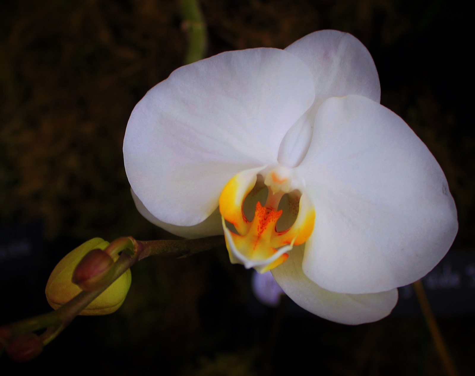 Orchid Bloom