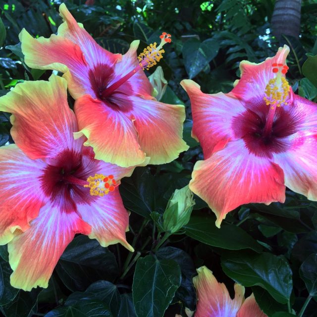 Amy's Garden - Exotic Hibiscus
