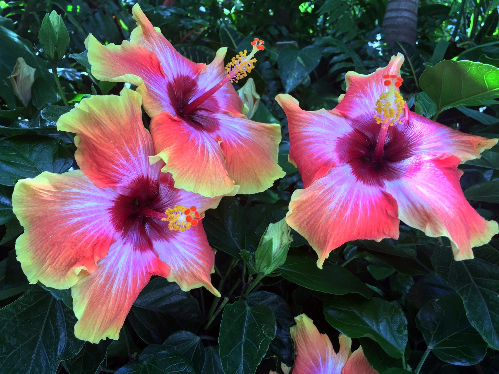 Amy's Garden - Exotic Hibiscus