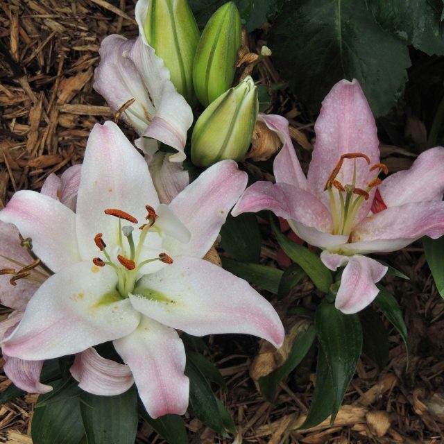 Lilly