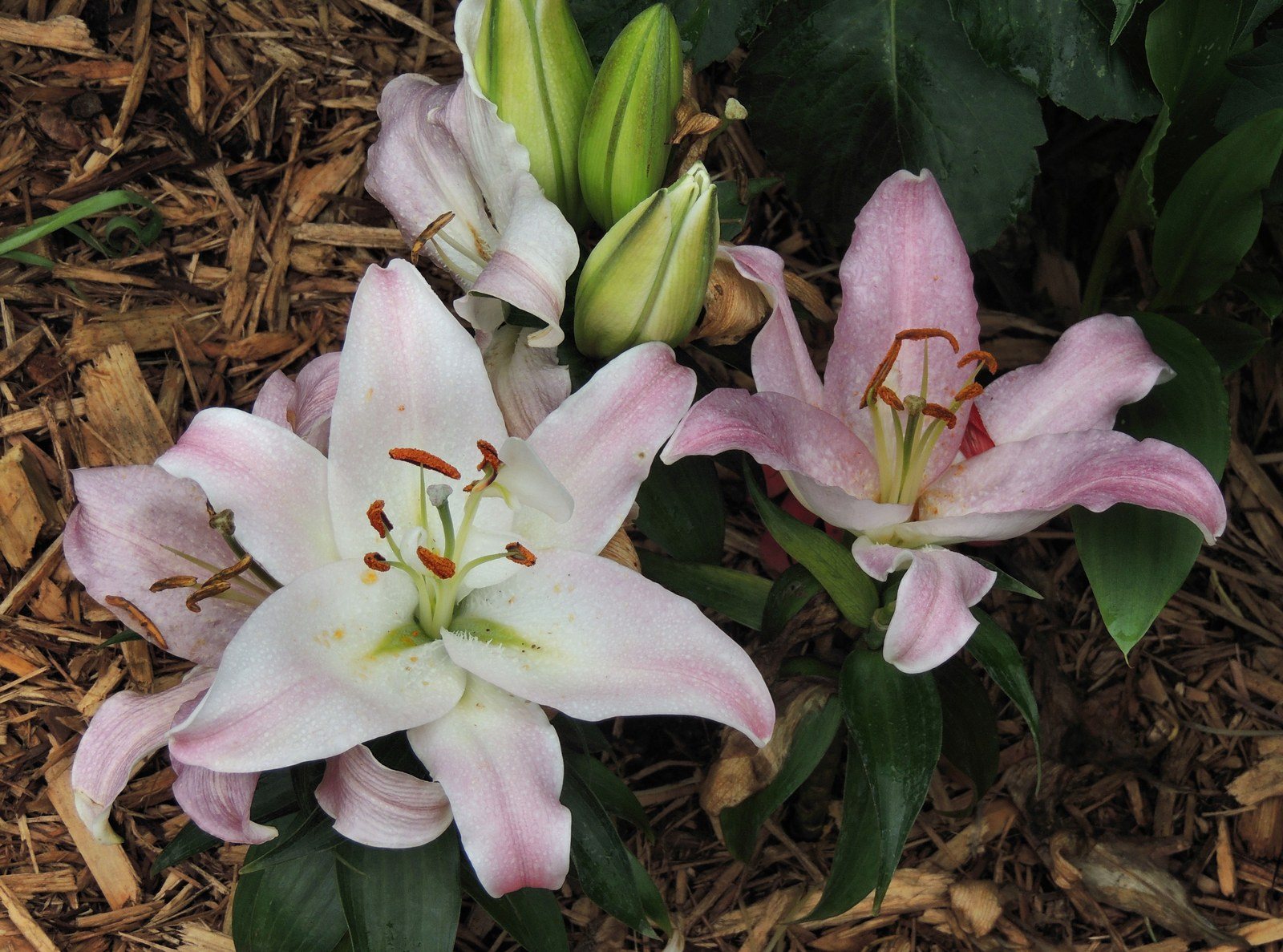 Lilly