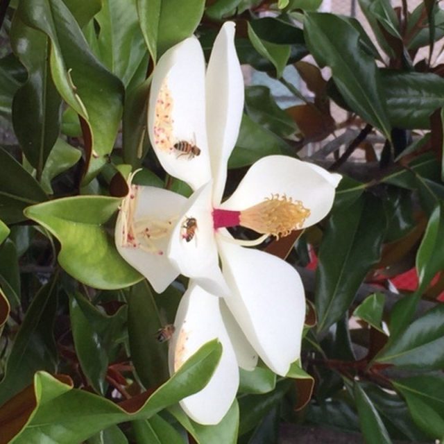 Sweet Magnolia