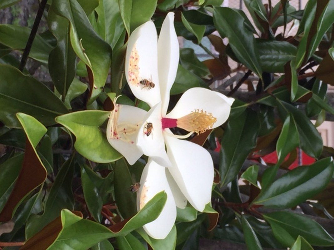 Sweet Magnolia