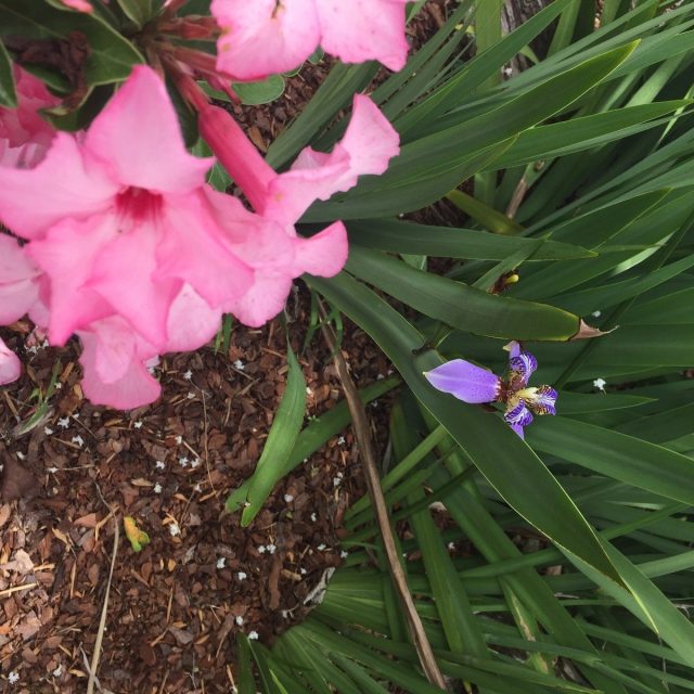 Desert Rose