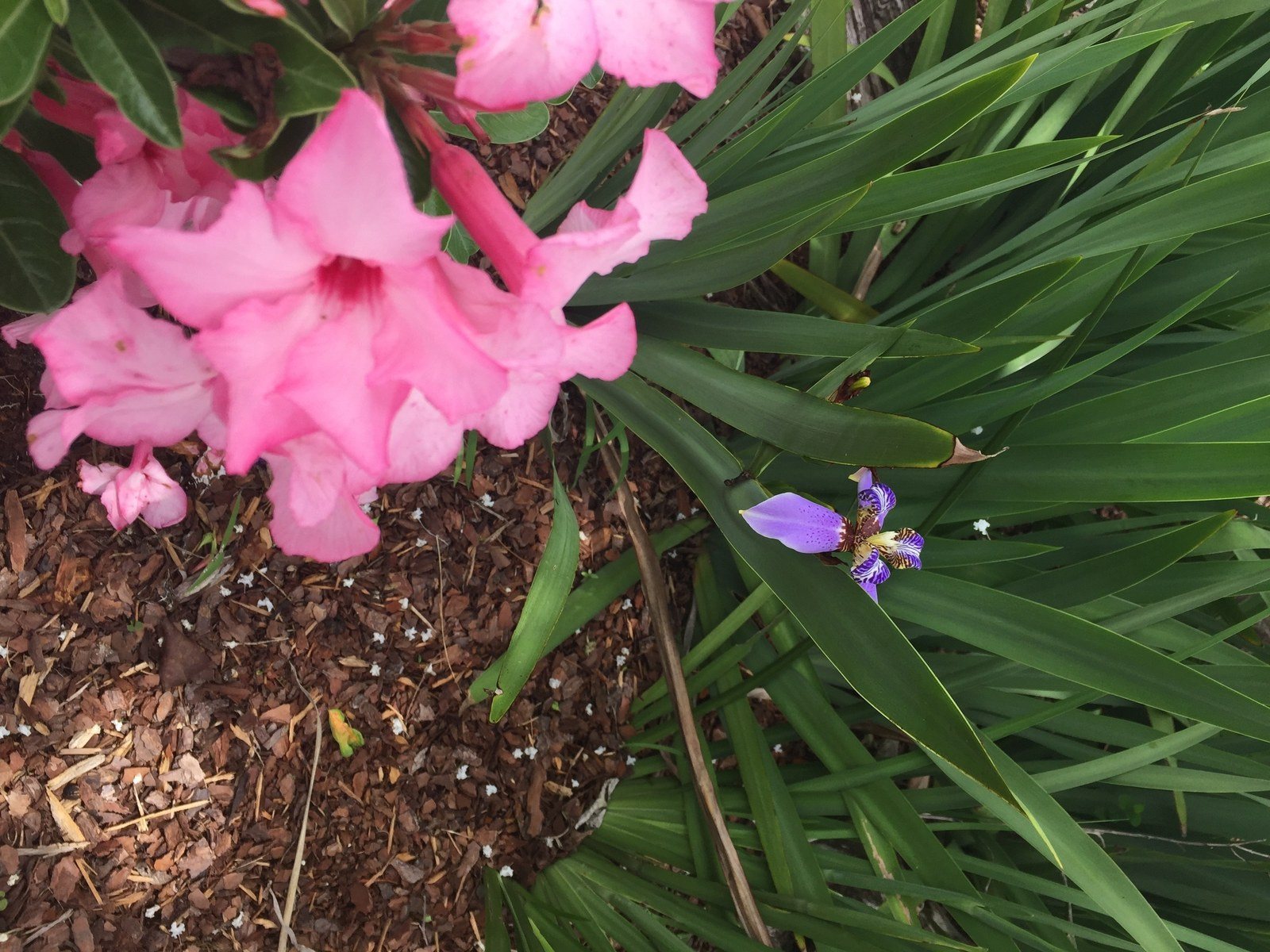 Desert Rose