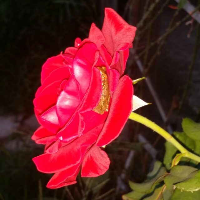 Sleeping On A Bed Of Roses