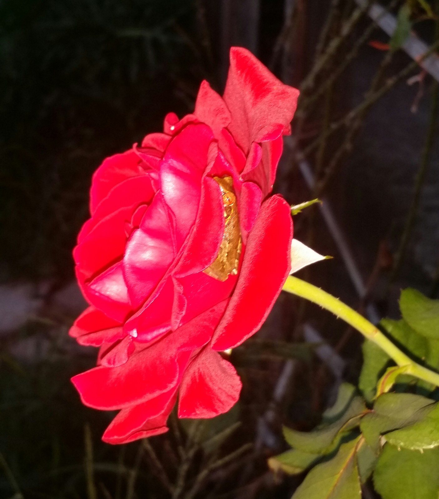 Sleeping On A Bed Of Roses