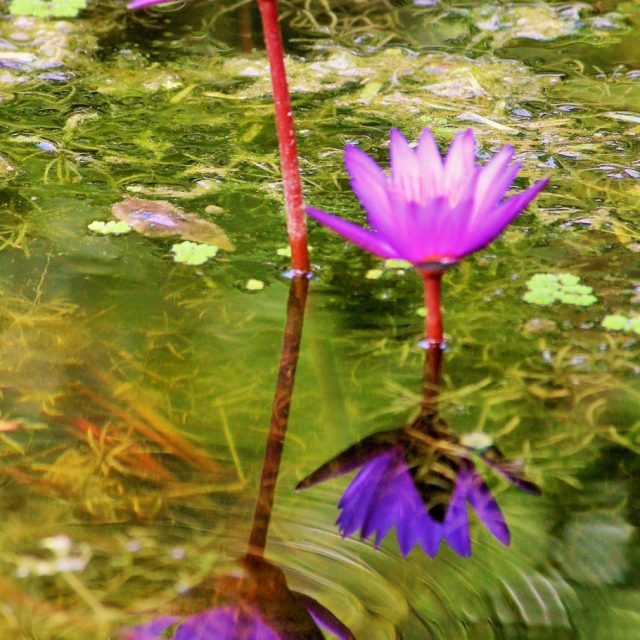 Purple Water Lillies