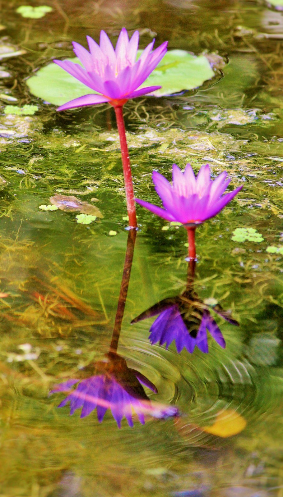 Purple Water Lillies