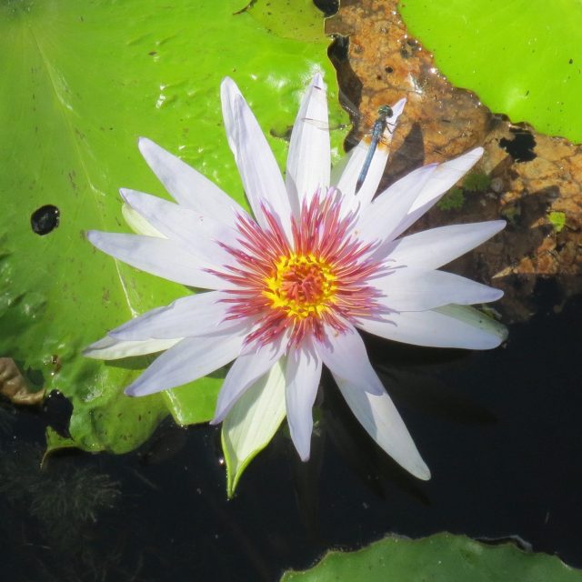 Lily & Visitor