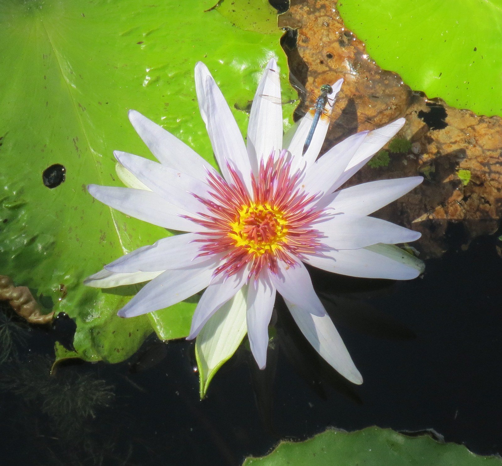 Lily & Visitor