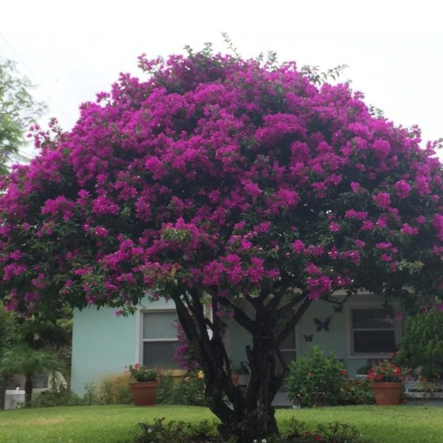 Amazing Bougainvillea Tree