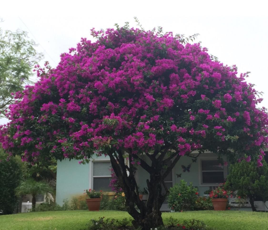 Amazing Bougainvillea Tree