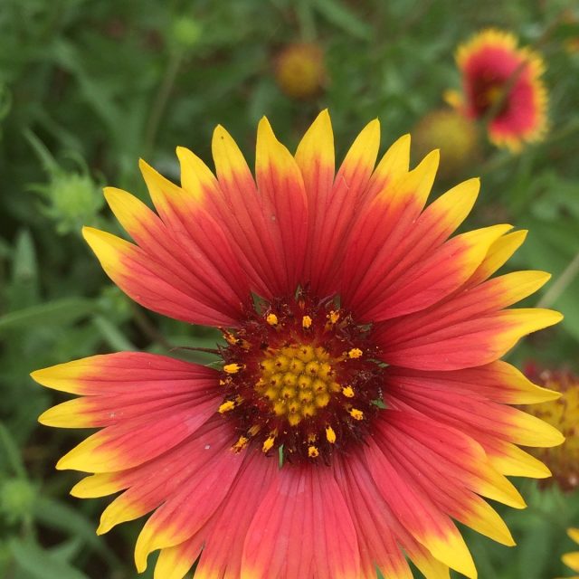 Texas Wild Flowers