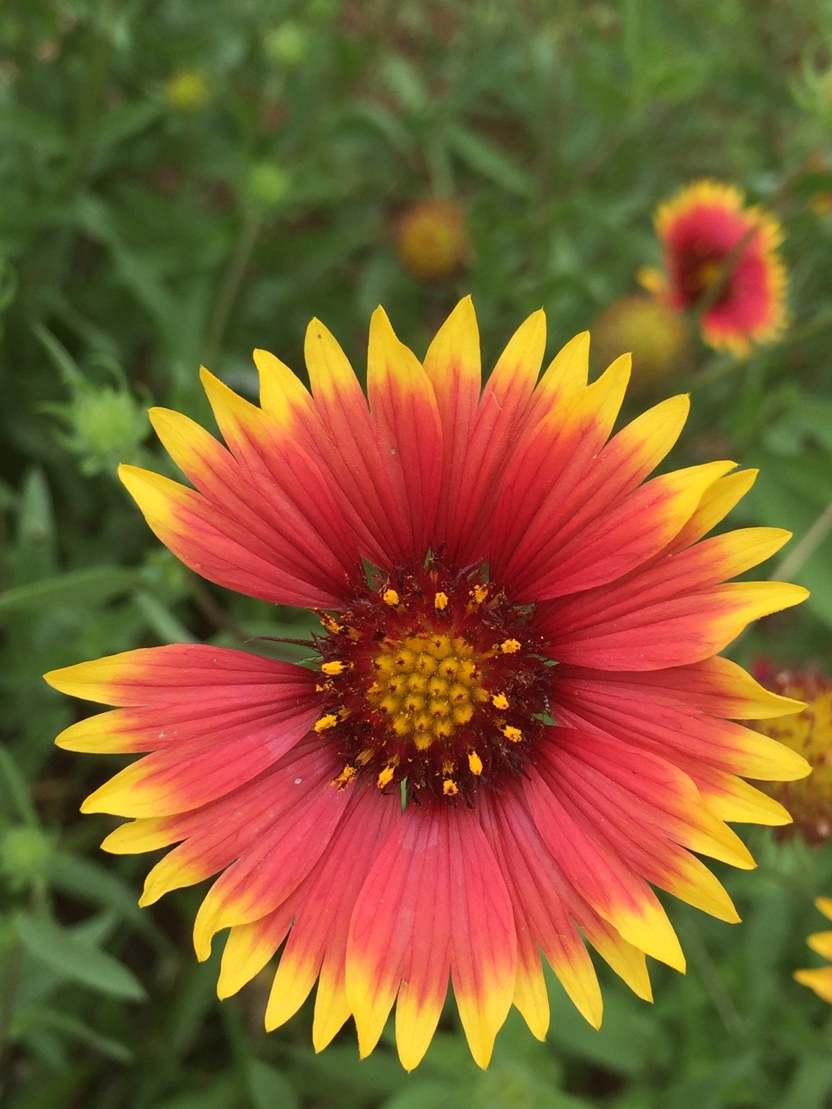 Texas Wild Flowers