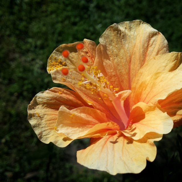 Hibiscus In Yard Sebastian Fl.