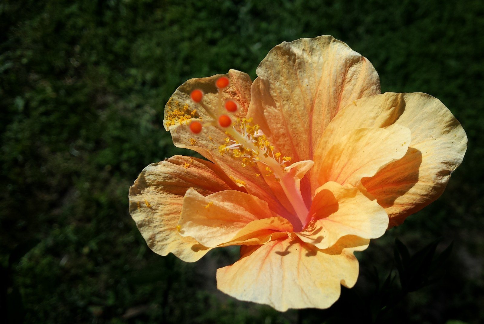 Hibiscus In Yard Sebastian Fl.