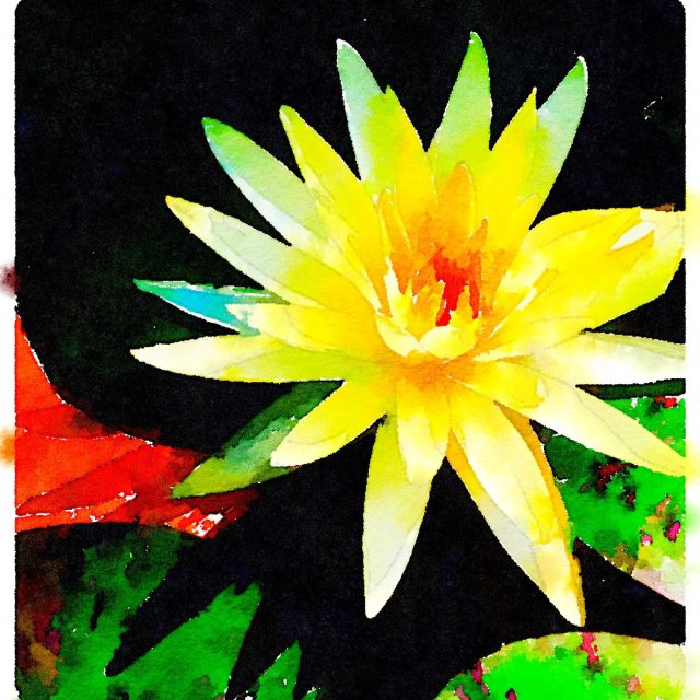 Pond Lily