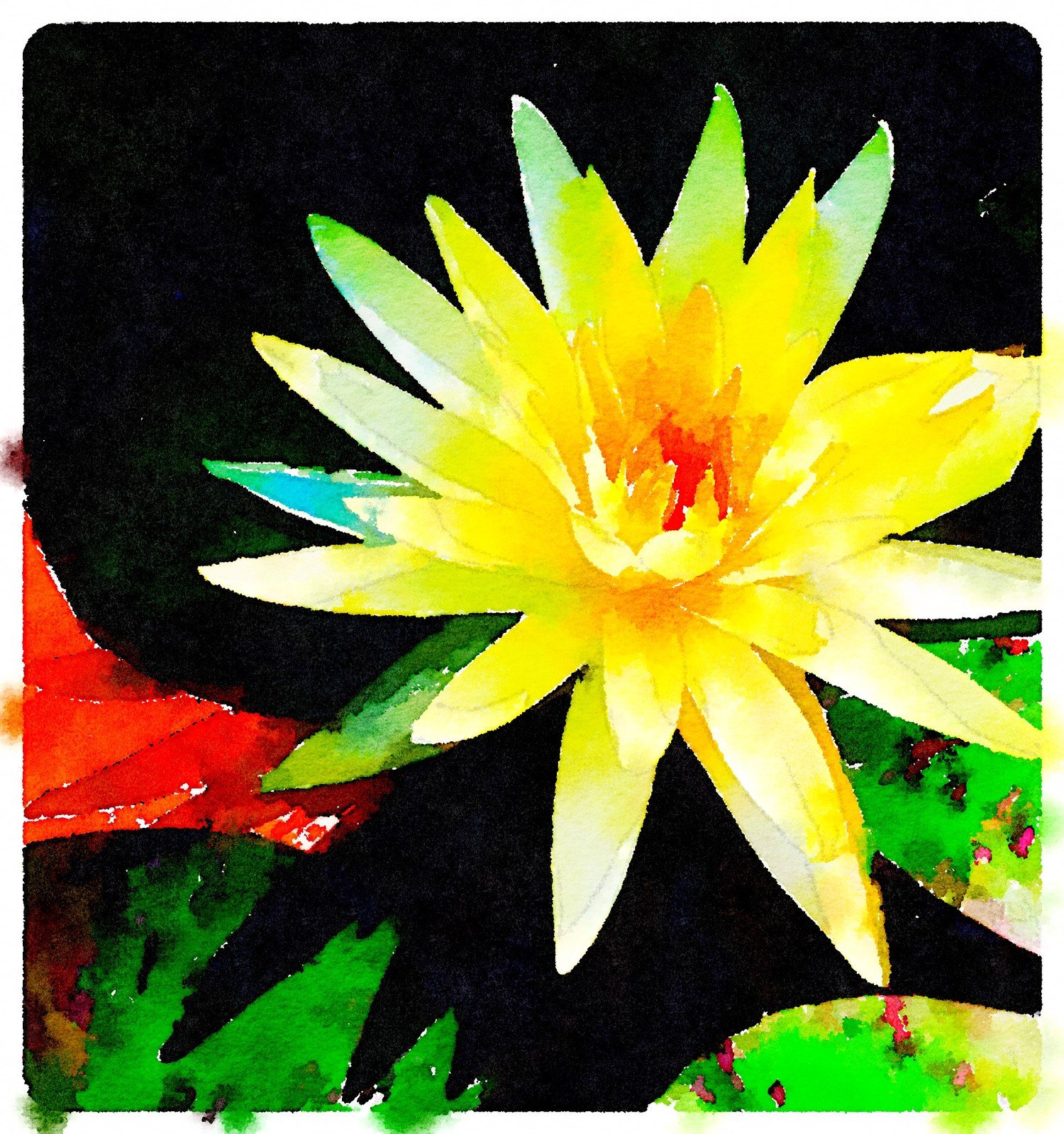 Pond Lily
