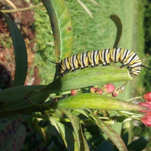 Monarch Bait