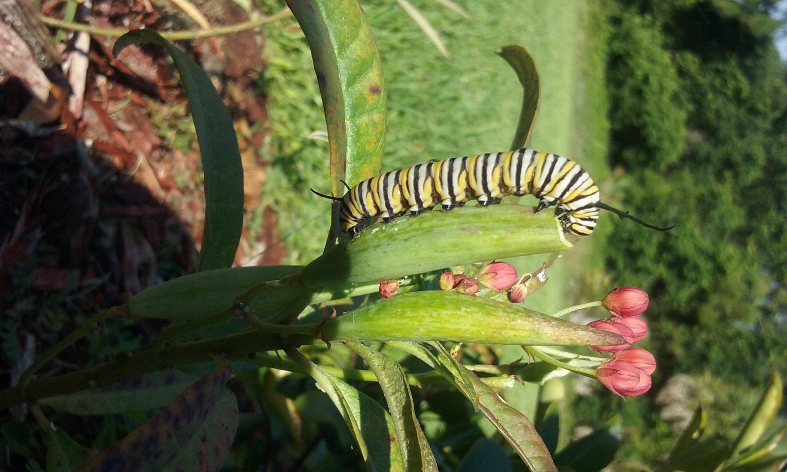 Monarch Bait