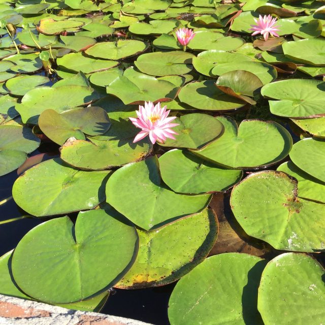 Capistrano Mission Waterlily
