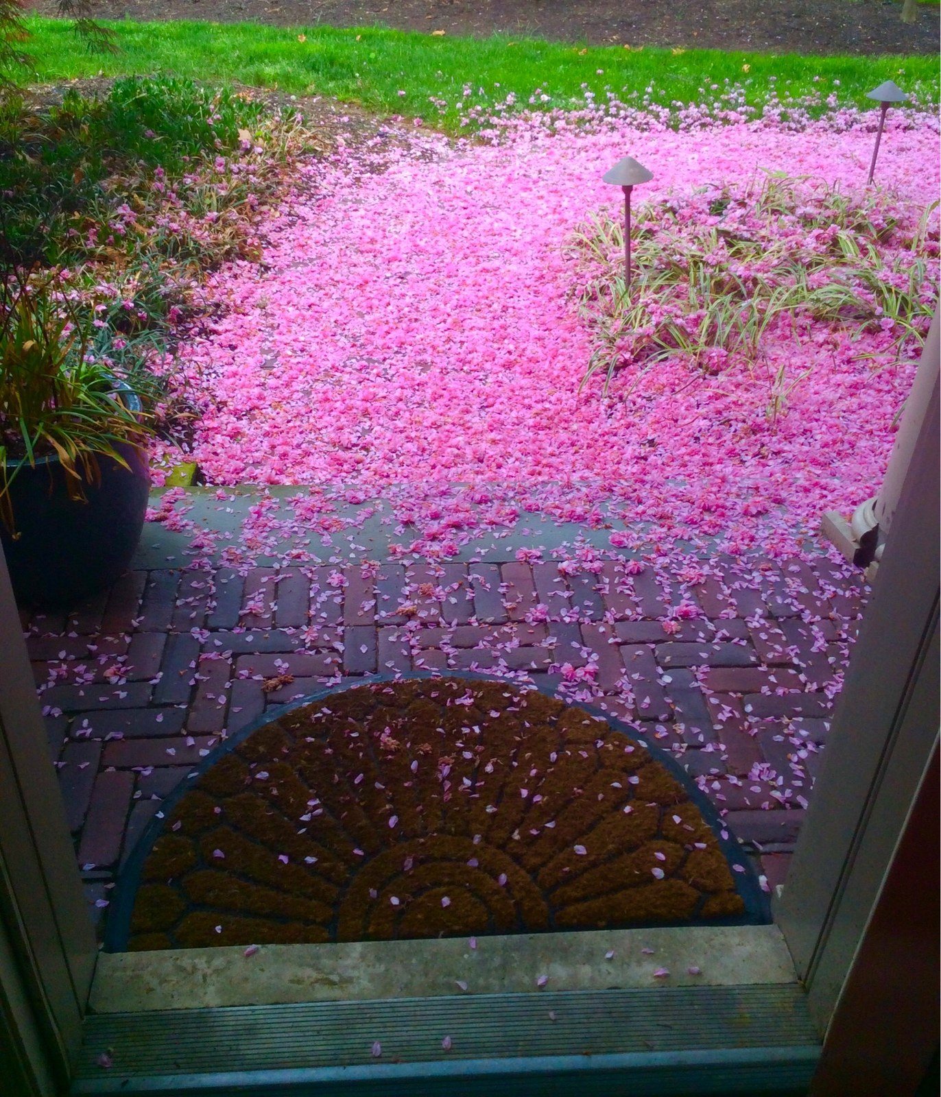 Pink Snow