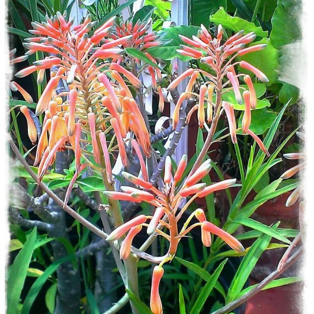 Aloe...in Bloom
