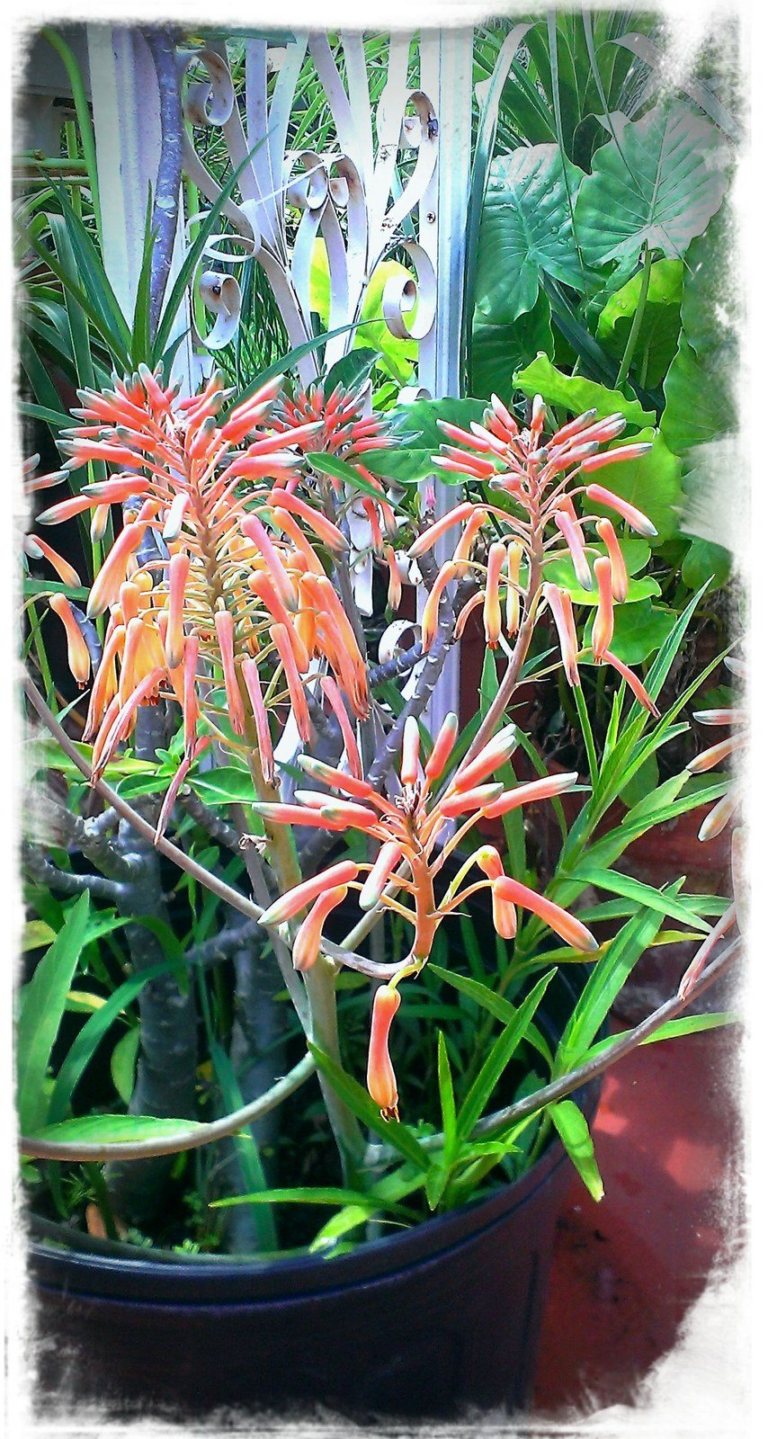 Aloe...in Bloom