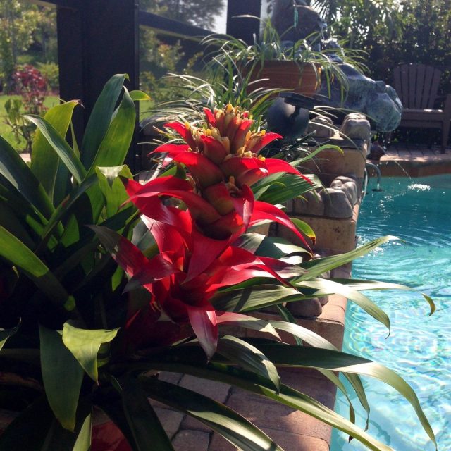 Bromeliad By The Pool