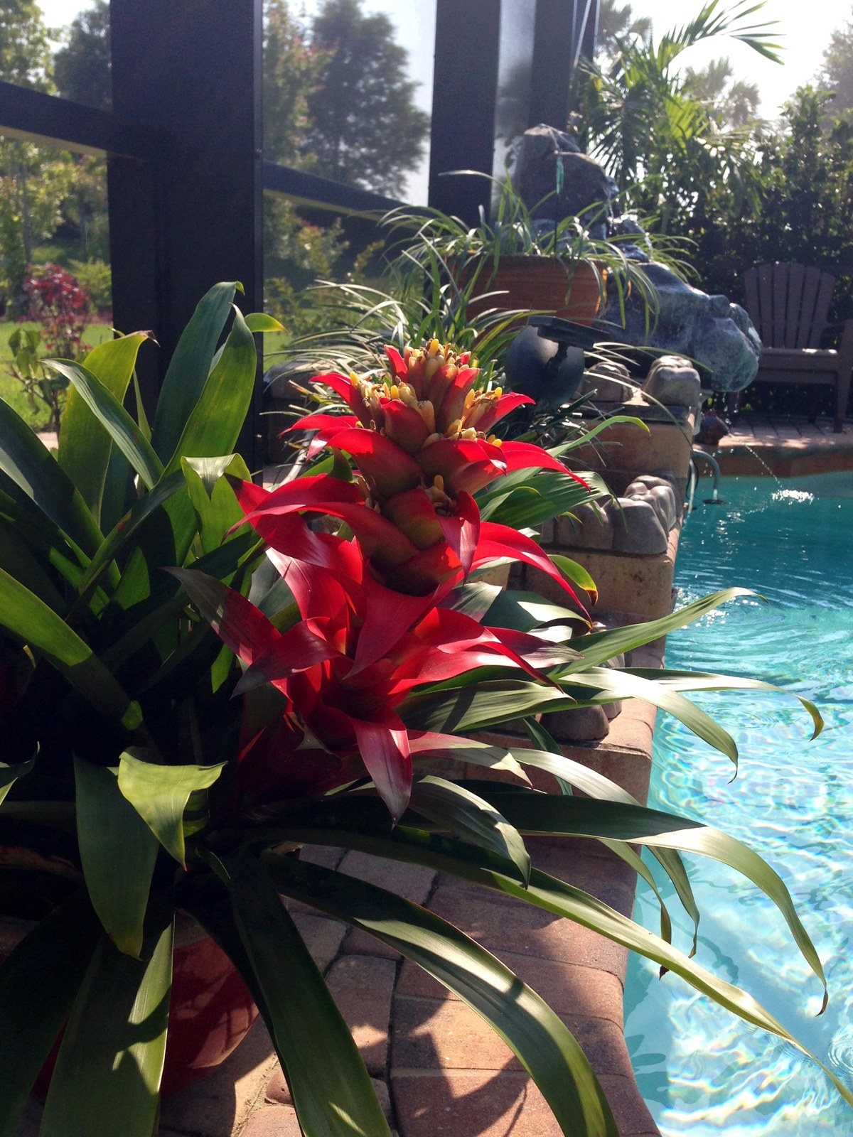 Bromeliad By The Pool