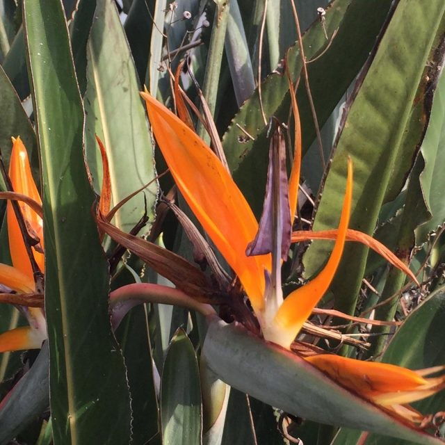 The Bird Of Paradise