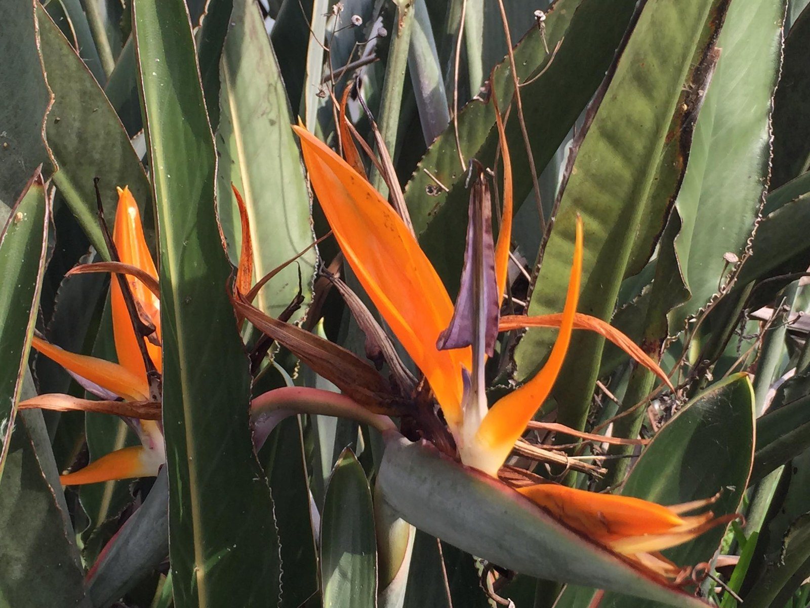 The Bird Of Paradise