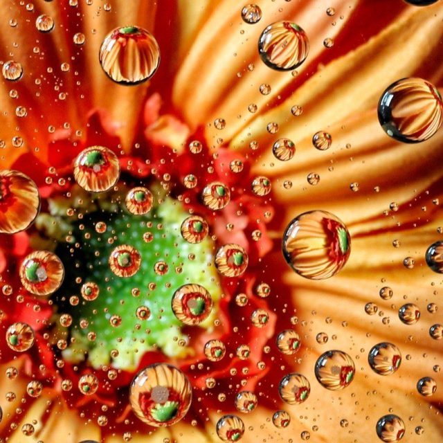 Florida Water Drops