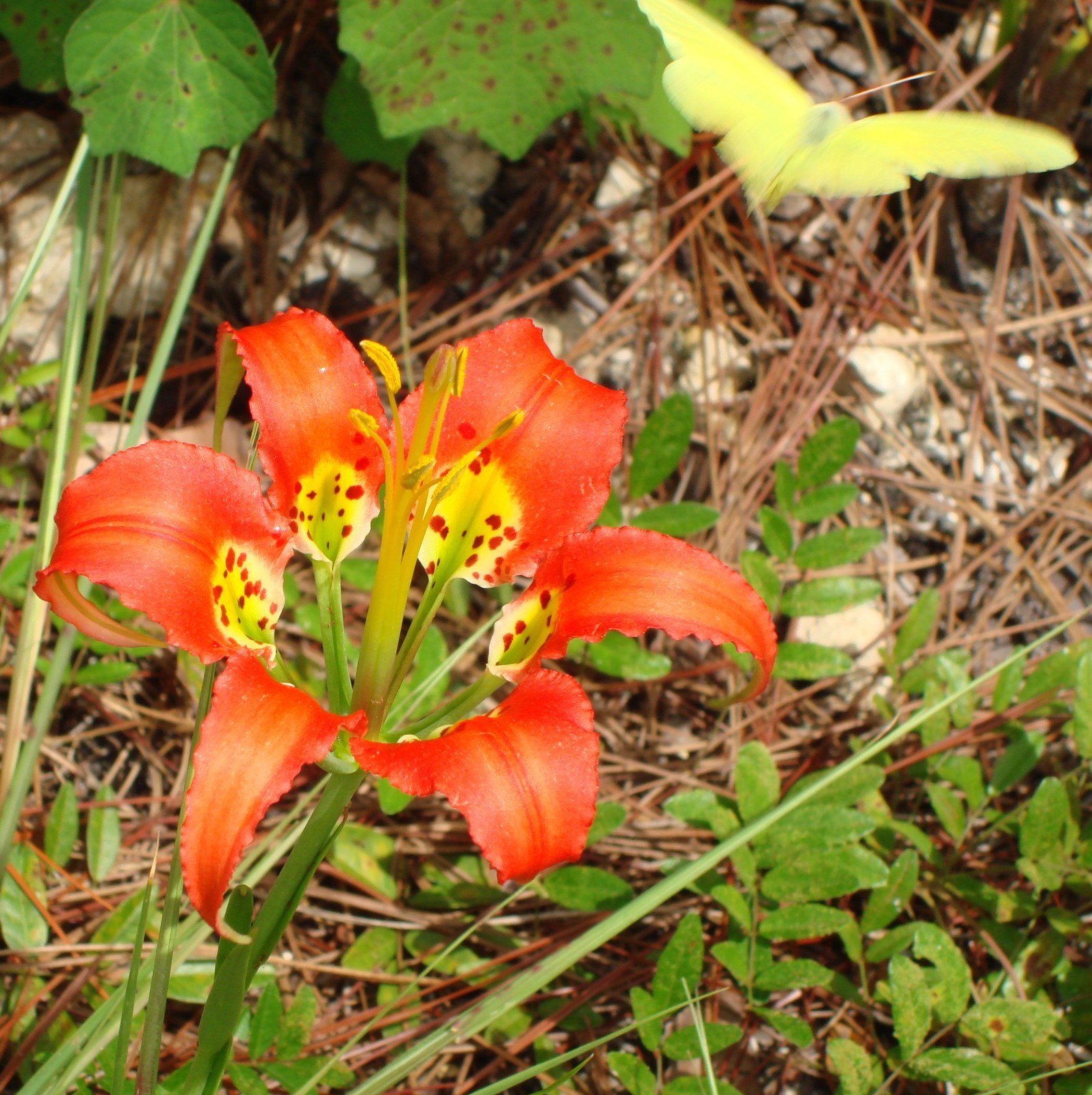 Pine Lily