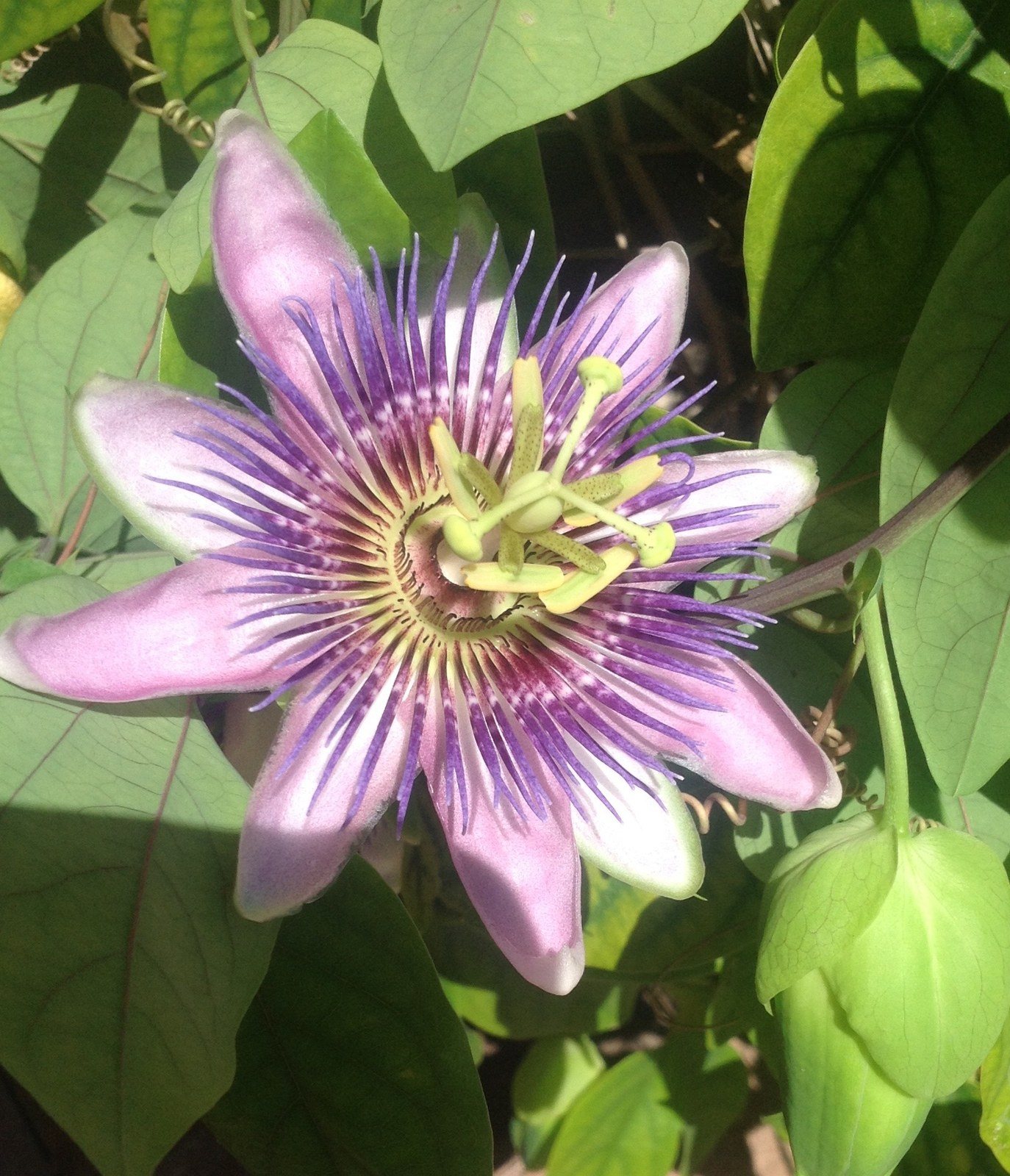 Passionate About The Sun