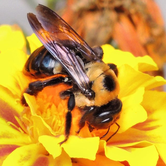 Bumblebee