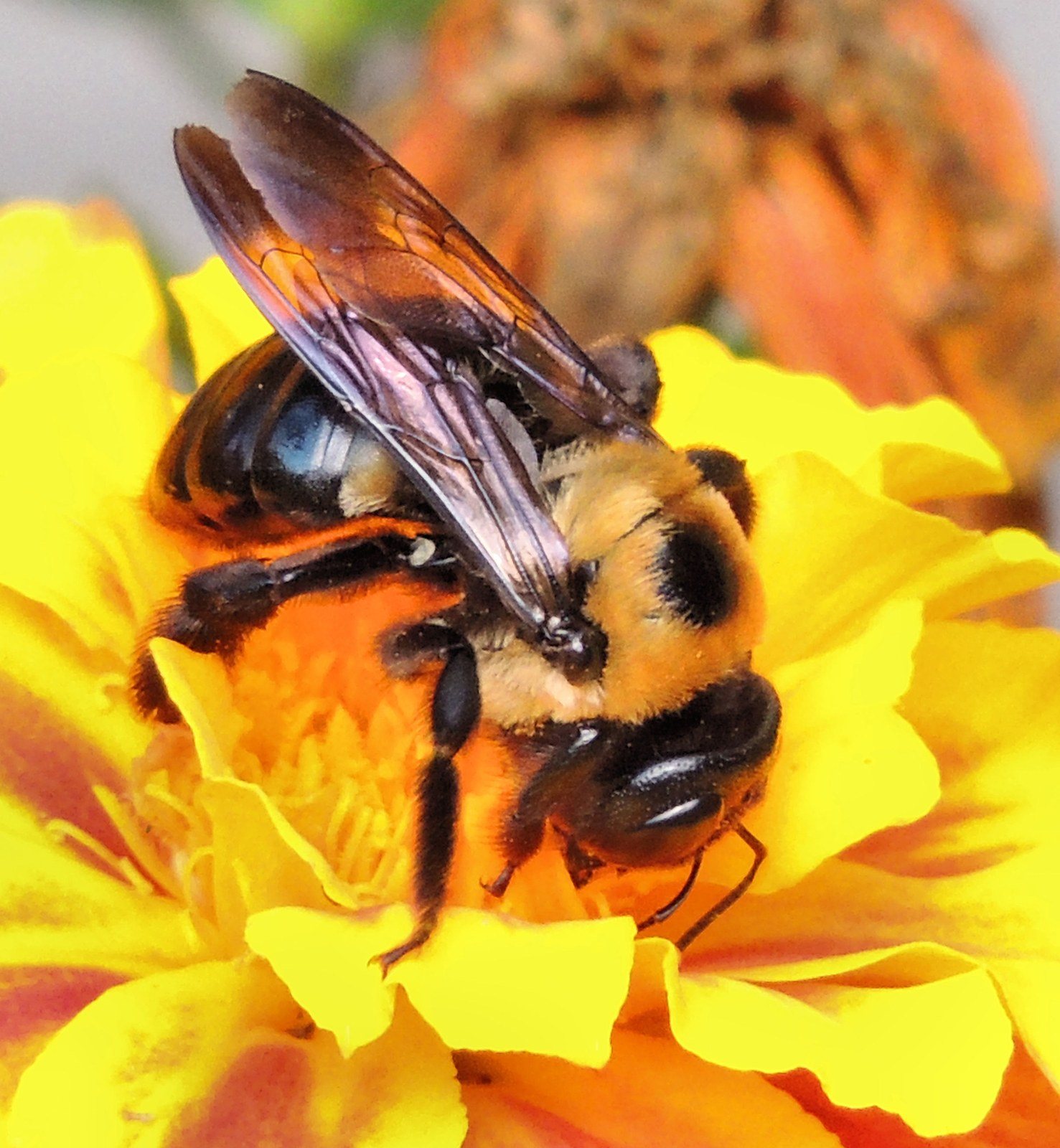 Bumblebee