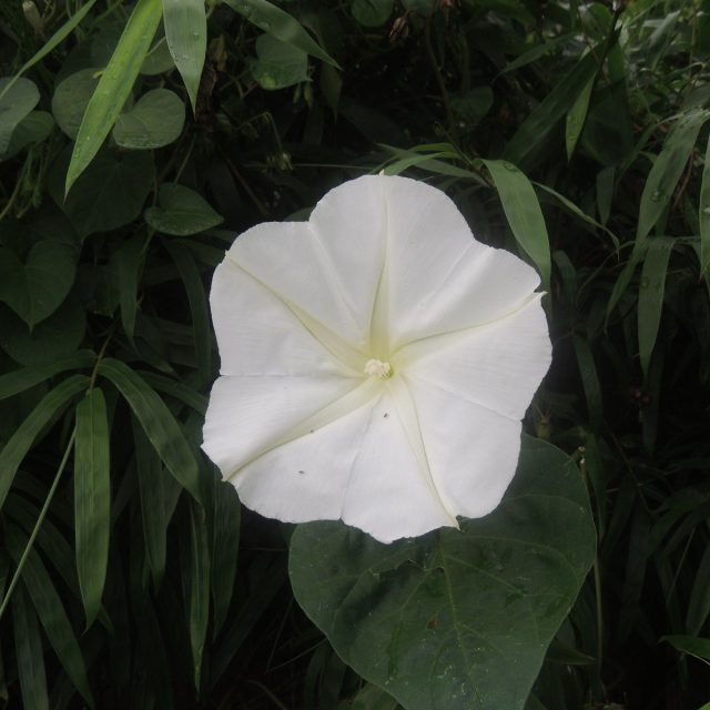 Moonflower