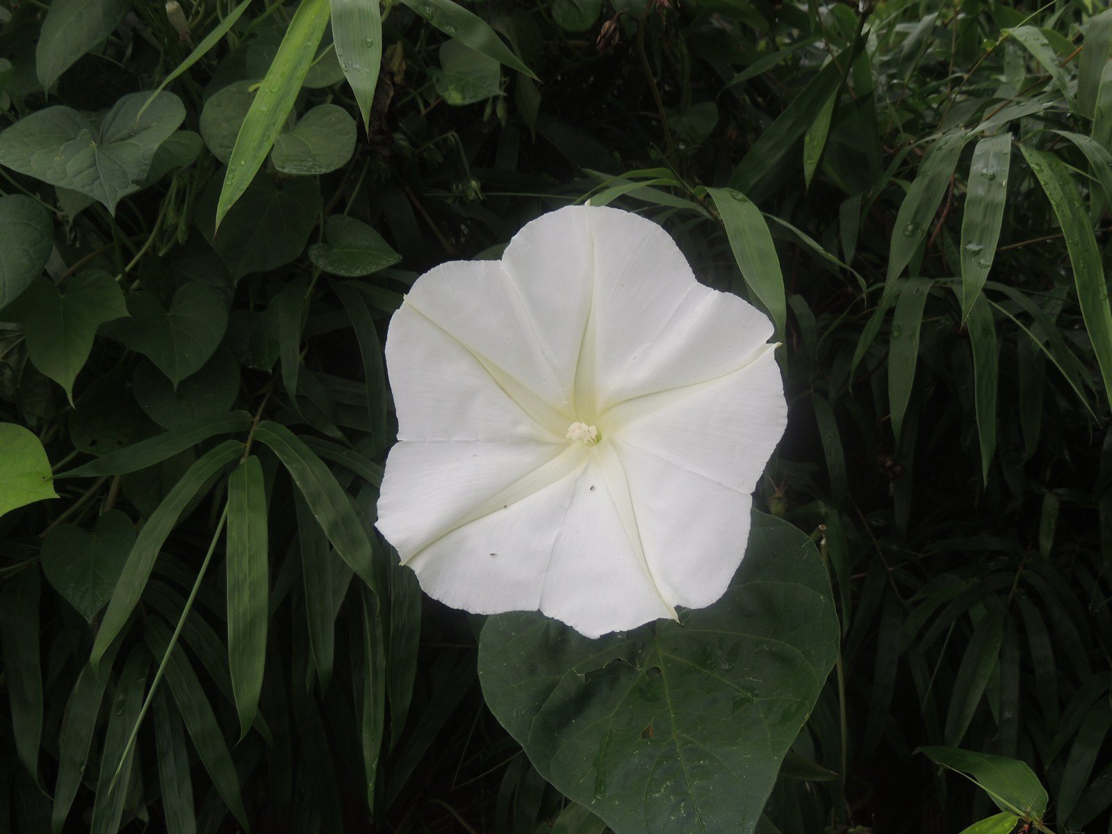 Moonflower