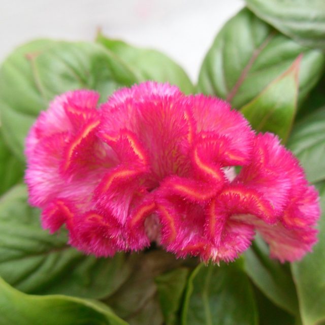 Hot Pink Squiggle